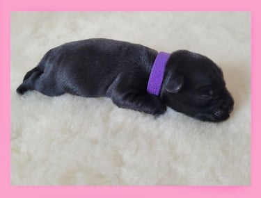 Chiot Schnauzer nain