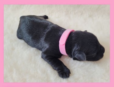 Chiot Schnauzer miniature