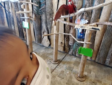 Bird Kingdom