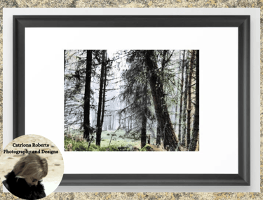 Digital image featuring the Scottish Pine Forest Misty View in I Art and Afterglow Framed Art Print