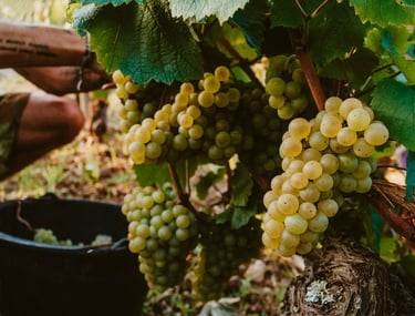 Chardonnay Chevrot