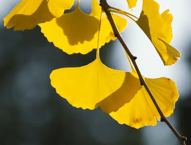Branche de ginkgo aux feuilles jaunes symbolisant la résilience et la force intérieure du parcours reconstruction.