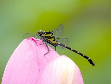 Libellule sur une fleur symbolisant la renaissance et la légèreté après un parcours de soin - Séance Premium