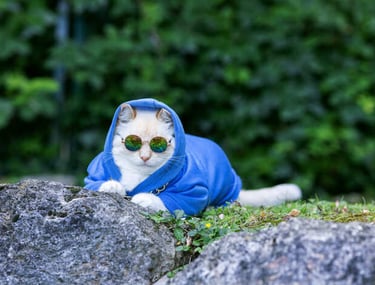 Un gato con una sudadera azul con capucha y gafas de sol sentado detrás de unas rocas en un jardín.