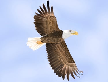 Bald Eagle in Flight