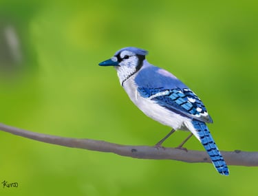 Blue Jay perched on a branch