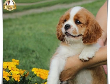 Sleepysong Kennel CKCS Litter ''D'' Female