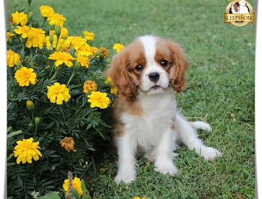 Sleepysong Kennel Cavalier King Charles male puppy