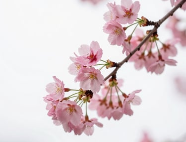Close-up of a delicate cherry blossom branch with pink flowers against a clean, soft white background. High-key photography, elegant and serene.