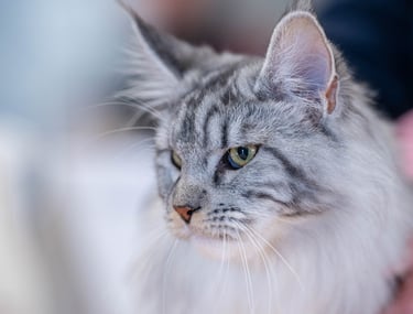 Black Silver Classic Tabby