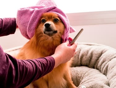 Taking Care of Your Dog, Grooming your Pet
