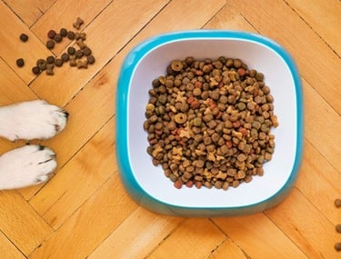 How to Choose the Best Dog Food