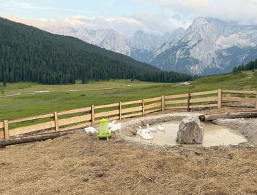 Gänse am hauseigenen Teich