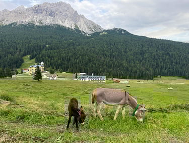 Unsere Esel beim Grasen vor der Almhütte