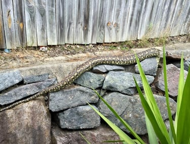 Python in residential rockery beside pine forest