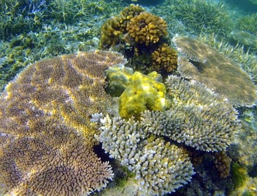 Swim with vibrant coral reefs and marine life on your Palawan expedition tour