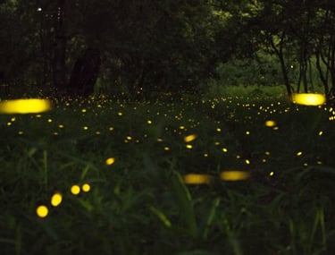Firefly watching Puerto Princesa Palawan