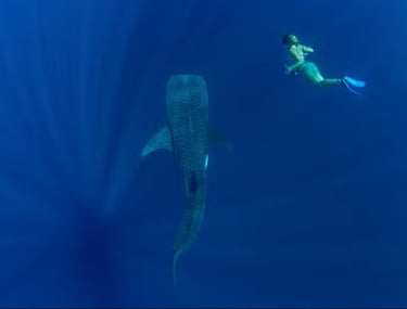 swimming with the whale shark Puerto Princesa Palawan