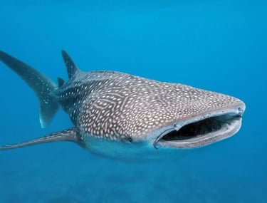 swimming with the whale shark Puerto Princesa Palawan
