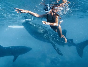 swimming with the whale shark Puerto Princesa Palawan
