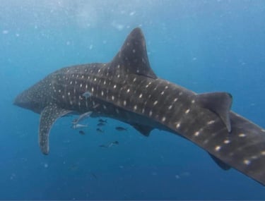 swimming with the whale shark Puerto Princesa Palawan