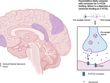 A visual representation of how psilocybin affects the brain's Default mode network