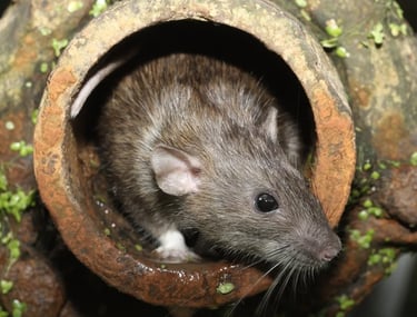 Rodent pest image, pest identification guide for Dorval homes