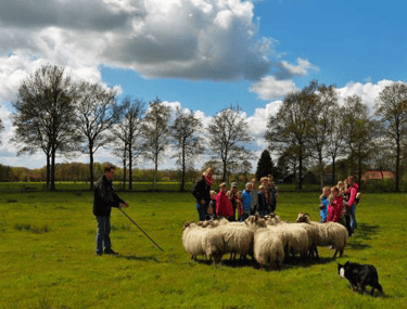 Actieve heidag met schapendrijven