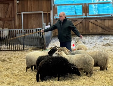 Leiderschapsontwikkeling met schapendrijven