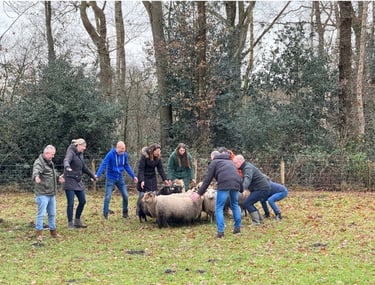 Teambuilding met schapendrijven