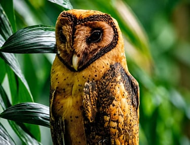 A golden brown Barn Owl perched among lush green tropical leaves in a rainforest habitat.
