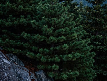A close-up photograph of lush dark green pine trees on a rocky ridge in the North American / Appalachian Blue Ridge Mountains during twilight, soft dark forest mood.