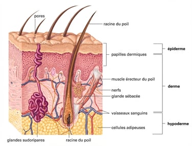 la structure de la peau humaine 