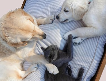 dos perros acostados junto a un gato negro