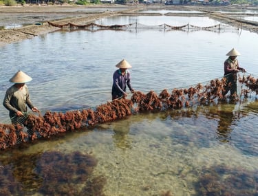 Indonesian farmers harvesting Gracilaria seaweed in Banten ponds, Indonesia