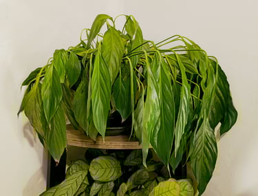 Extreme example of wilting caused by underwatering on a Peace Lily plant
