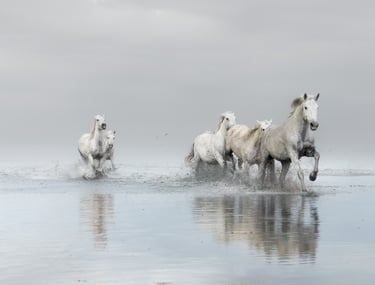 horse movement fine art photography Laura Mommicchi