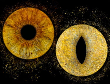 photo iris chat bordeaux