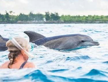 Guest snorkeling and swimming with dolphins during a Mnemba Island Zanzibar day tour