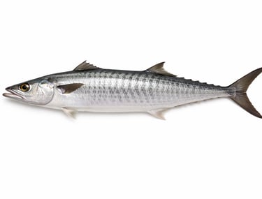 King mackerel seer fish for premium export