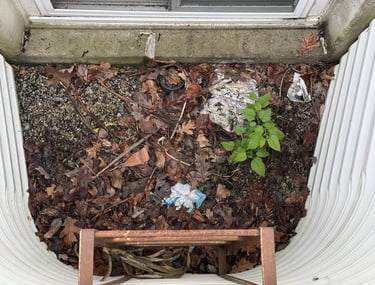 view into window well filled with debris and live plants