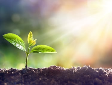 Brote verde creciendo en la tierra, símbolo de crecimiento personal y equilibrio emocional