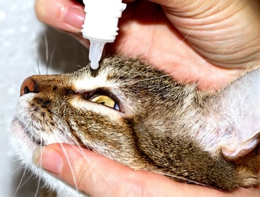 Close-up van een kat die oogdruppels krijgt voor hydratatie