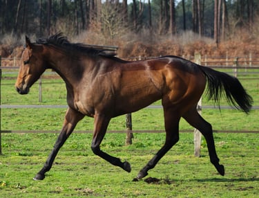 Pur Sang au trot