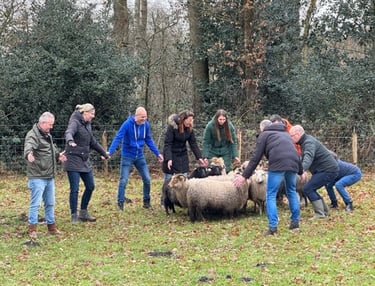 teambuilding schapendrijven