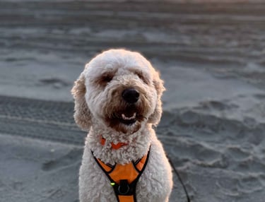 Thai, cute golden doodle