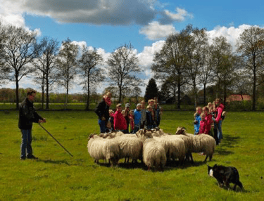 actieve heidag met schapendrijven
