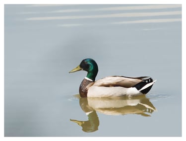 ANADE AZULÓN (ANAS PLATYRHYNCHOS)