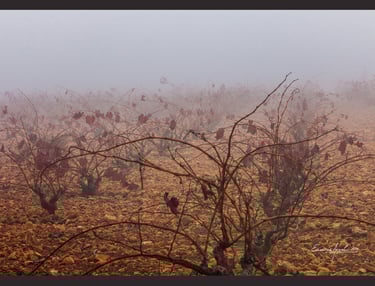 Foto de Encarna Arnal Moreno, en la exposición virtual de la web de AGFOVAL