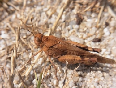 Criquet en milieu littoral